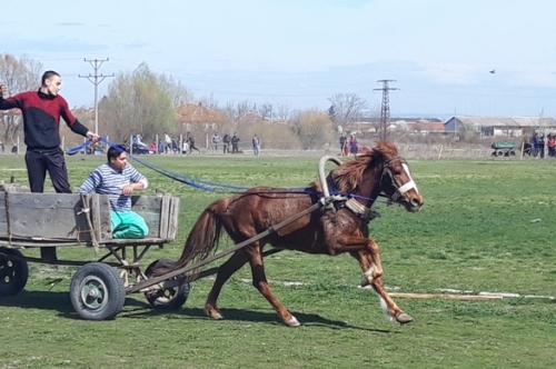 Конни надбягвания на Тодоровден в квартал Дебър 2019