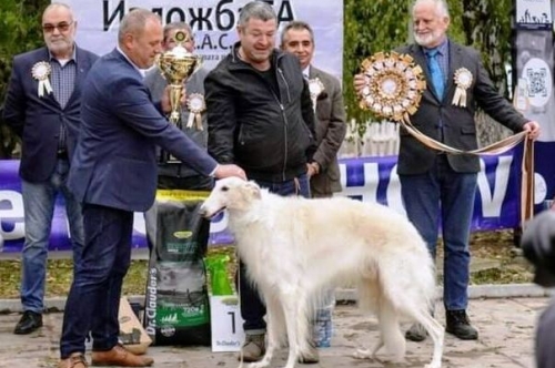 Киноложка изложба The dog show – Първомай 2021