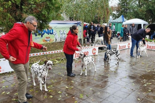 Киноложка изложба The dog show – Първомай 2021