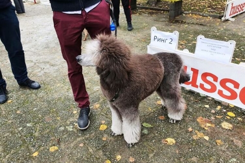 Киноложка изложба The dog show – Първомай 2021