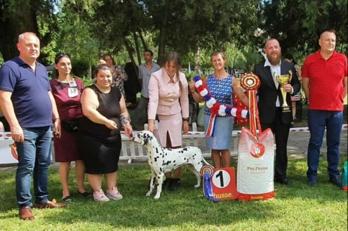 Специализирана изложба за далматини с международно участие Dalmatian Dog Show 2022