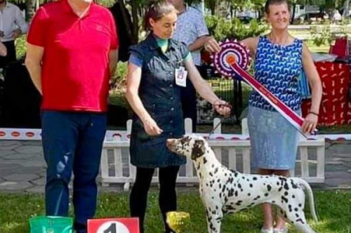 Специализирана изложба за далматини с международно участие Dalmatian Dog Show 2022