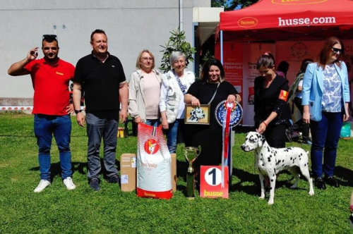 Специализирана изложба за далматини с международно участие Dalmatian Dog Show 2023