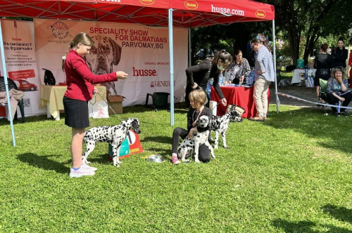 Специализирана изложба за далматини с международно участие Dalmatian Dog Show 2023