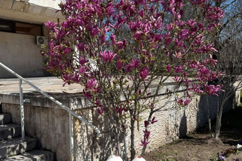 ВЕЛИКДЕНСКА УКРАСА И ПРОЛЕТНИ ЦВЕТЯ ГРЕЙНАХА В ЦЕНТЪРА НА ГРАДА