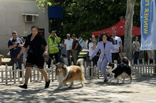 ,,ИзложбаТА” отново събра любителите на кинологията в Първомай